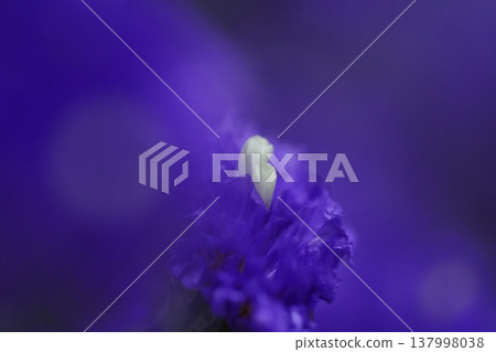 Purple Statice Flower Macro Photography 137998038