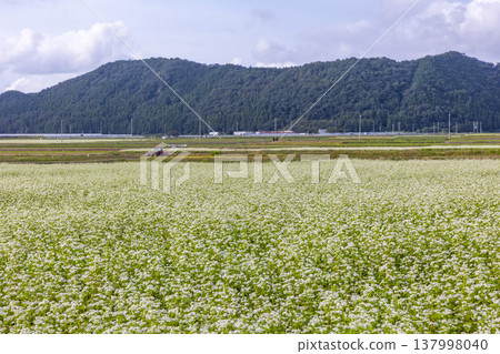 A buckwheat field in full bloom in Maruoka-cho, Sakai City, Fukui Prefecture: an autumn scene. A buckwheat field in full bloom in Maruoka-cho, Sakai City, Fukui Prefecture: an autumn scene. 137998040