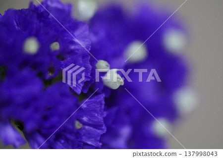 Purple Statice Flowers Floral Beauty Macro Photography 137998043