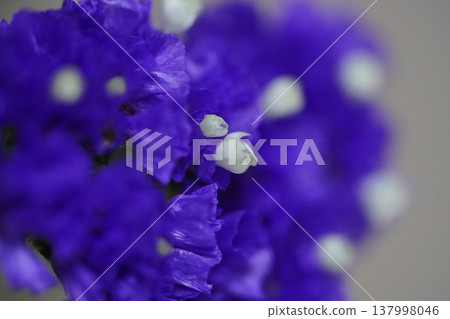 Purple Statice Flowers Floral Beauty Macro Photography 137998046