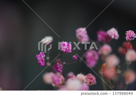 Pink Gypsophila Flowers Delicate Floral Photography Pink Gypsophila Flowers Delicate Floral Photography 137998049