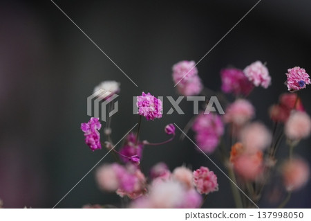 Pink Gypsophila Flowers Delicate Beauty Close Up Pink Gypsophila Flowers Delicate Beauty Close Up 137998050