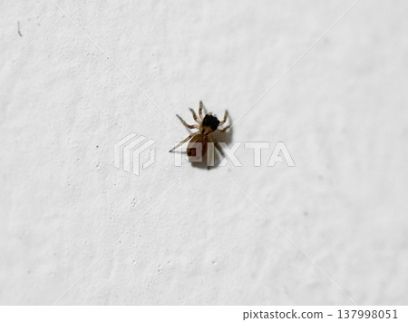 Tiny Spider on White Wall Macro Shot Close Up 137998051