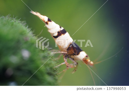 Crystal Black Shrimp on Moss Background Macro Shot Crystal Black Shrimp on Moss Background Macro Shot 137998053