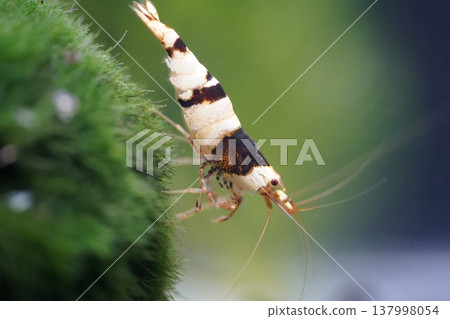 Crystal Black Shrimp on Aquatic Moss Beautiful Macro Shot Crystal Black Shrimp on Aquatic Moss Beautiful Macro Shot 137998054