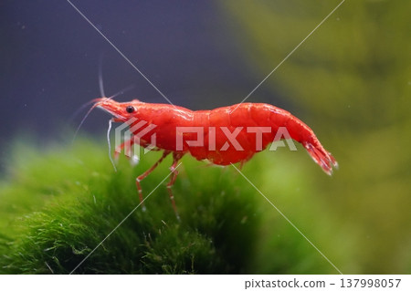 Red Cherry Shrimp on Moss Vibrant Aquarium Scene 137998057
