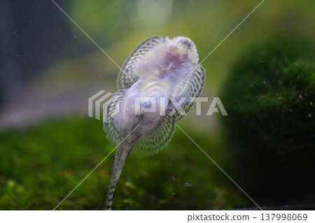 Gastromyzon Borneo Sucker Fish Underwater Close Up Shot 137998069