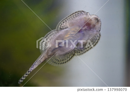 Hillstream Loach Close Up Underwater Photography Hillstream Loach Close Up Underwater Photography 137998070