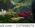 Colorful Freshwater Shrimp Aquarium Photography 137998078