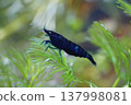 Blue Velvet Shrimp in Aquarium Underwater Photography 137998081