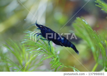 Blue Velvet Shrimp in Aquarium Underwater Photography Blue Velvet Shrimp in Aquarium Underwater Photography 137998081