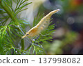 Close Up of a Yellow Cherry Shrimp in Aquatic Plants 137998082