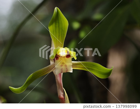Flower of Shuran Flower of Shuran 137998099