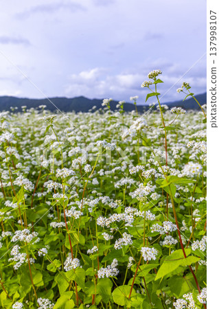 福井縣堺市丸岡町的蕎麥田正值盛花期:秋日景色。 福井縣堺市丸岡町的蕎麥田正值盛花期:秋日景色。 137998107