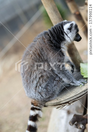 Staring from atop a ring-tailed lemur 137998114