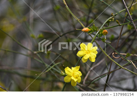 Great Plumeria (yellow plum pseudo) Great Plumeria (yellow plum pseudo) 137998154