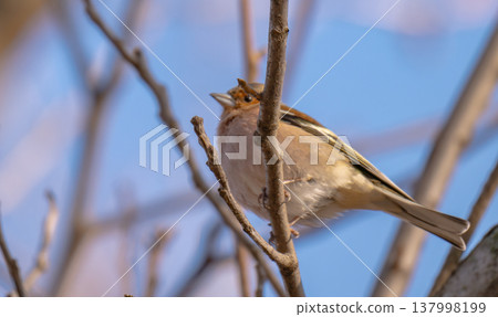 photo of a chaffinch on a tree in spring 137998199