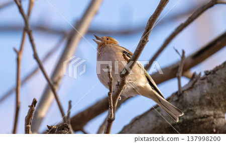 photo of a chaffinch on a tree in spring photo of a chaffinch on a tree in spring 137998200