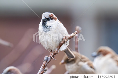 photo of a sparrow 137998201