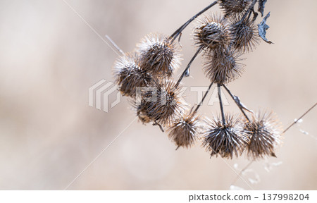 photo of dried burdock photo of dried burdock 137998204
