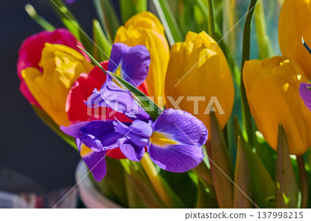 bouquet of spring tulips and irises with tulips bouquet of spring tulips and irises with tulips 137998215