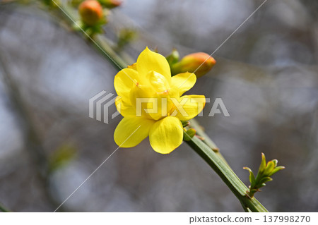 大雞蛋花(黃梅花偽) 大雞蛋花(黃梅花偽) 137998270