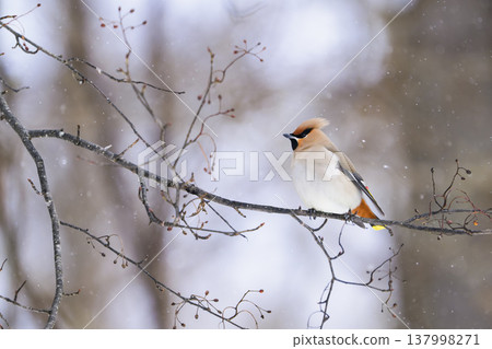 Kirenjak在降雪 137998271