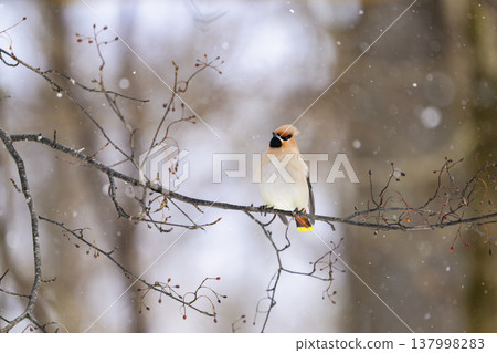 Kirenjak在降雪 Kirenjak在降雪 137998283