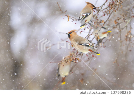 雪地裡的一群太平鳥 雪地裡的一群太平鳥 137998286