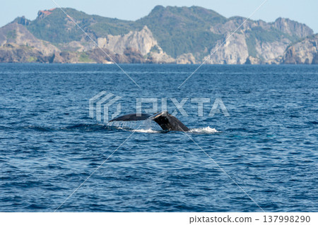 Humpback whale Ogasawara 137998290