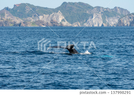 Humpback whale Ogasawara Humpback whale Ogasawara 137998291