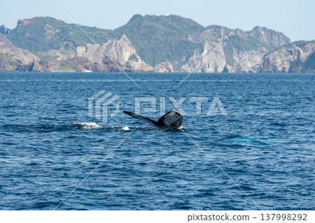 駝背鯨小笠原 137998292