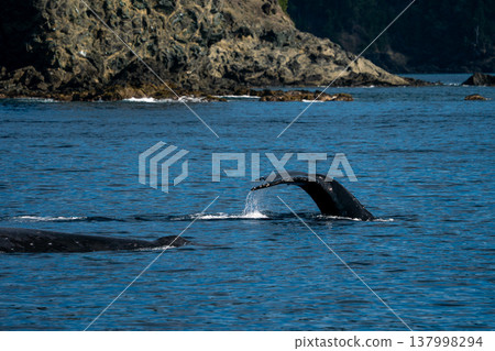 駝背鯨小笠原 137998294