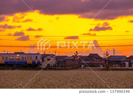 The Echizen Railway runs through the Sakai Plain at dusk, past fields of buckwheat in full bloom. The Echizen Railway runs through the Sakai Plain at dusk, past fields of buckwheat in full bloom. 137998346