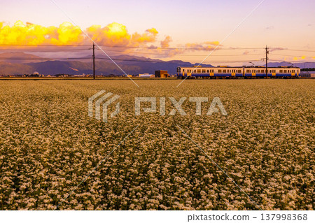 The Echizen Railway runs through the Sakai Plain at dusk, past fields of buckwheat in full bloom. The Echizen Railway runs through the Sakai Plain at dusk, past fields of buckwheat in full bloom. 137998368