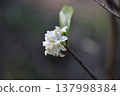 A single daphne flower 137998384