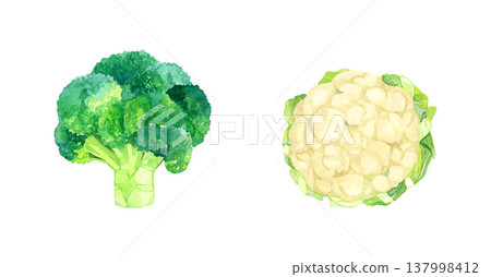 西蘭花和花椰菜組合 - 手繪水彩蔬菜插圖 137998412