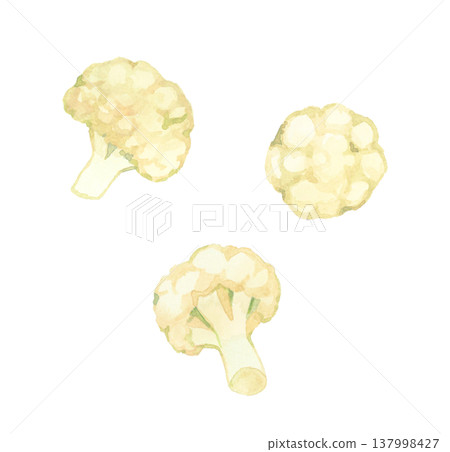 切好的花椰菜——手繪水彩蔬菜插圖 137998427
