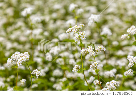 A buckwheat field in full bloom in the Sakai Plain, Fukui Prefecture: an autumn scene. 137998565