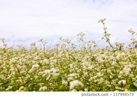 A buckwheat field in full bloom in the Sakai Plain, Fukui Prefecture: an autumn scene. A buckwheat field in full bloom in the Sakai Plain, Fukui Prefecture: an autumn scene. 137998573