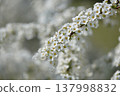 Spiraea thunbergii, white flowers, a single horizontal stem 137998832