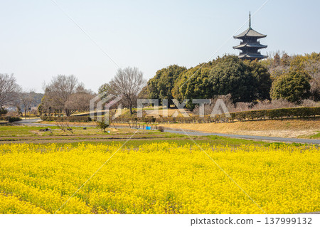 盛春時節，基比吉鄉村鋪滿了油菜花。 137999132