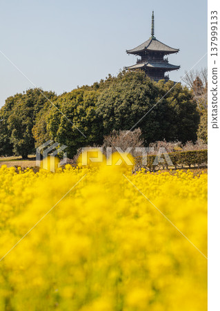 五層寶塔的襯托下,金色的油菜花競相綻放。 五層寶塔的襯托下,金色的油菜花競相綻放。 137999133