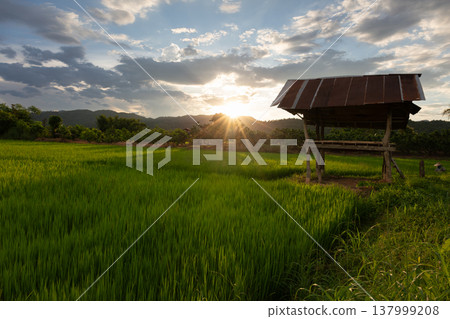Countryside Rice Field Landscape Countryside Rice Field Landscape 137999208
