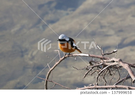 A Daurian Redstart, a wild bird, perched on a branch. A Daurian Redstart, a wild bird, perched on a branch. 137999658