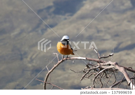 A Daurian Redstart, a wild bird, perched on a branch. A Daurian Redstart, a wild bird, perched on a branch. 137999659