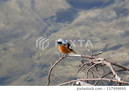 A Daurian Redstart, a wild bird, perched on a branch. 137999660