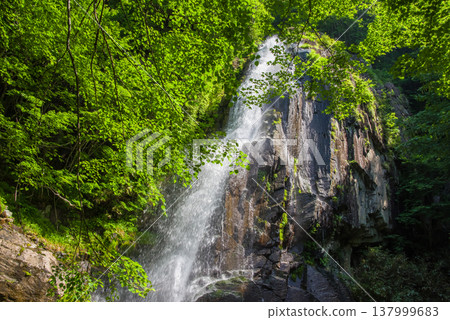 Okura Falls in the fresh green of spring (Kiyomi-cho, Takayama City, Gifu Prefecture) 137999683