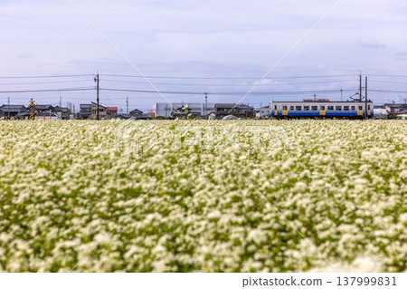 Autumn in the Sakai Plain: Buckwheat fields in full bloom and the scenery of the Echizen Railway's local line. Autumn in the Sakai Plain: Buckwheat fields in full bloom and the scenery of the Echizen Railway's local line. 137999831