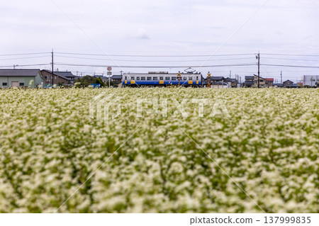 堺平原的秋天:蕎麥田盛開,越前鐵道地方線的景色盡收眼底。 堺平原的秋天:蕎麥田盛開,越前鐵道地方線的景色盡收眼底。 137999835